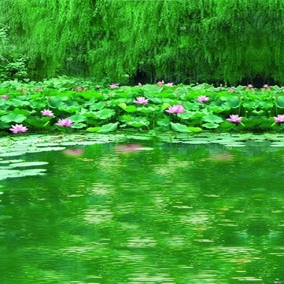 高清背景图片 _318_.jpg